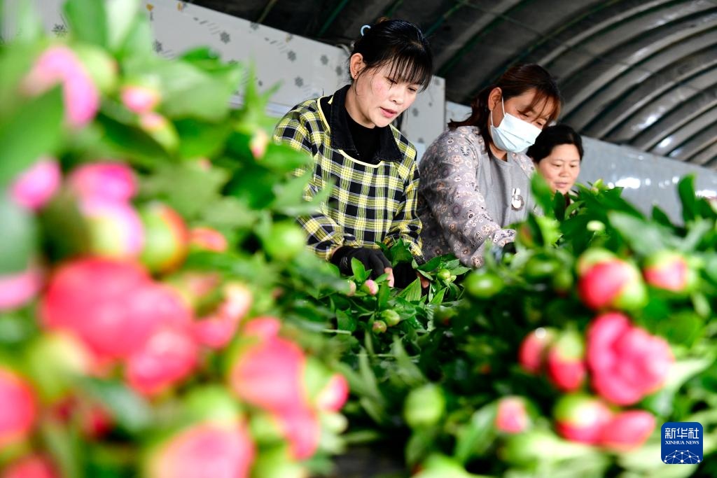 山东菏泽：“鲜花经济”助力乡村振兴