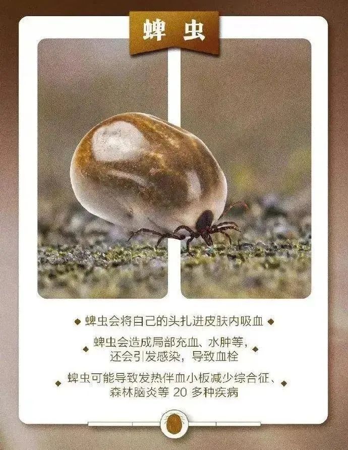 长“黑痣”？别“硬拔”，已有10岁小女孩中招！疾控部门：已进入高发季