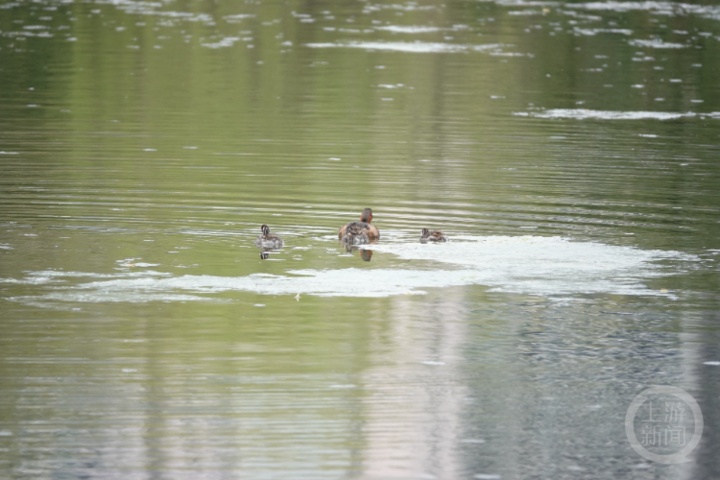 打死西湖鸳鸯的人已找到，为何总有人跟鸟过不去？