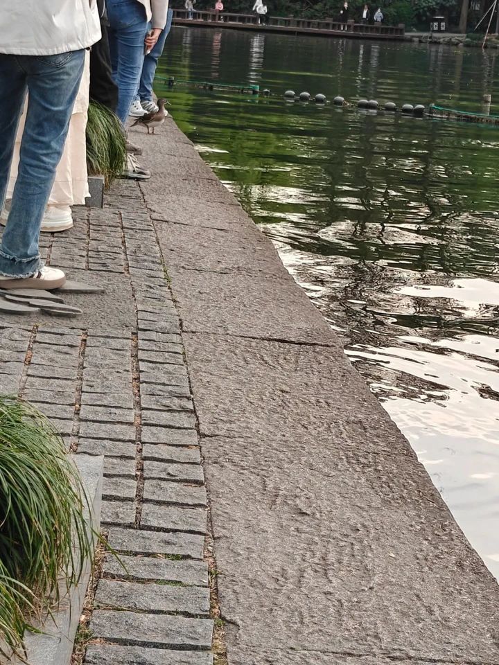 打死西湖鸳鸯的人已找到，为何总有人跟鸟过不去？