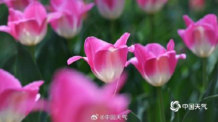 高饱和度的春天 北京国家植物园郁金香花开正艳 高饱和度的春天 北京国家植物园郁金香花开正艳