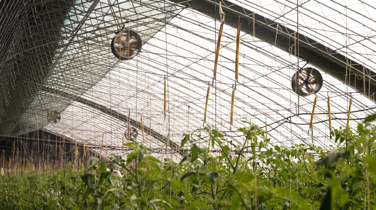 北京密云：温室“智慧网”种出好“钱”景