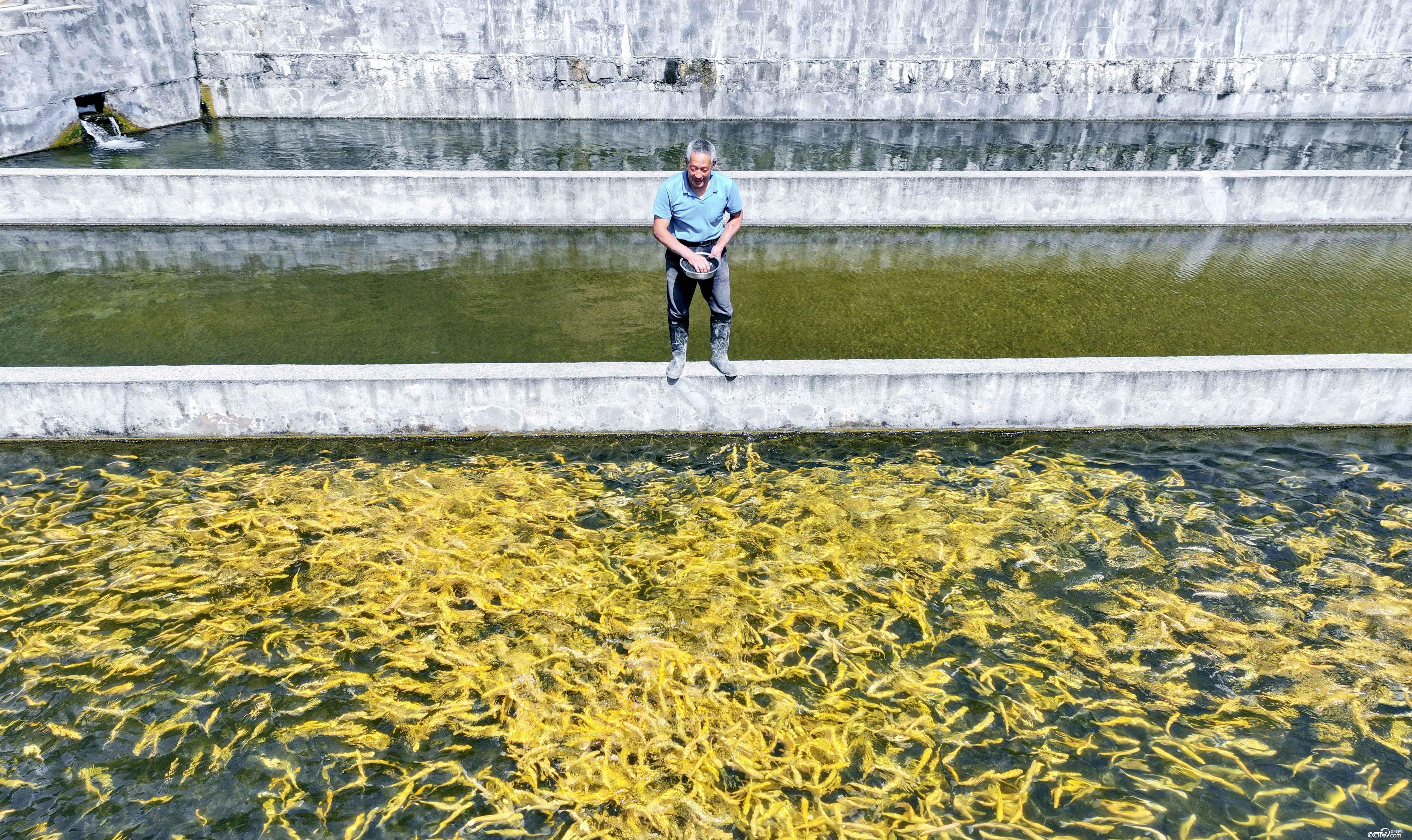 陕西寨沟村:养林麝种板栗 从山林间寻觅商机 陕西寨沟村:养林麝种板栗 从山林间寻觅商机