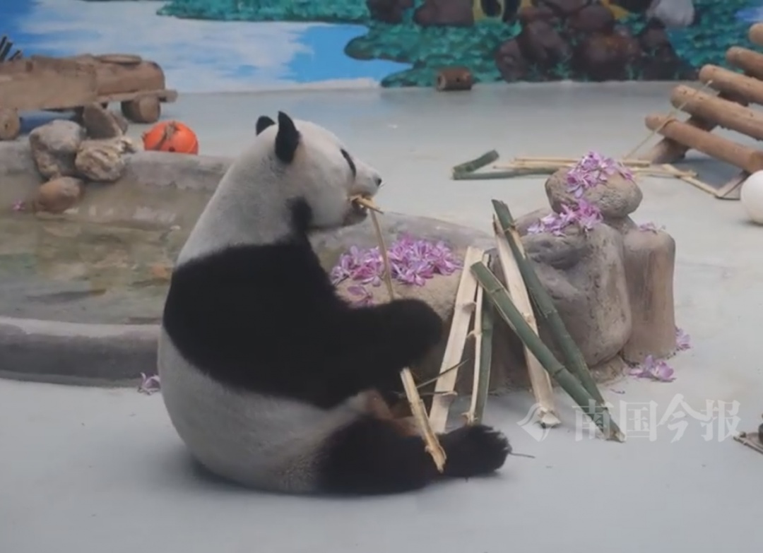 紫荆花季,动物也“花式内卷”?柳州大熊猫沉浸式“撸花”被围观! 紫荆花季,动物也“花式内卷”?柳州大熊猫沉浸式“撸花”被围观!