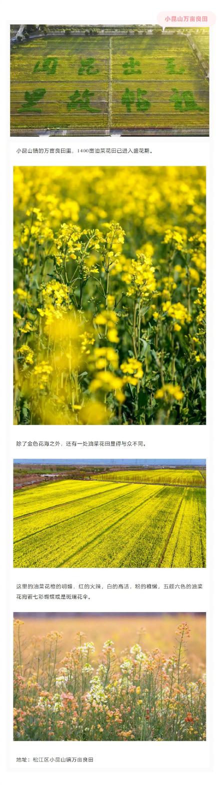 美成莫奈油画！上海的七彩油菜花海限时上线