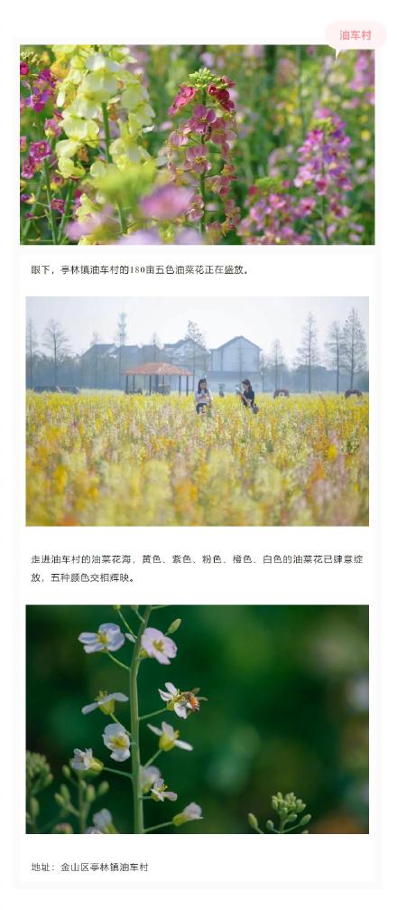 美成莫奈油画！上海的七彩油菜花海限时上线