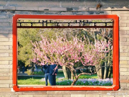 天坛公园春花烂漫，古建古树相映成趣