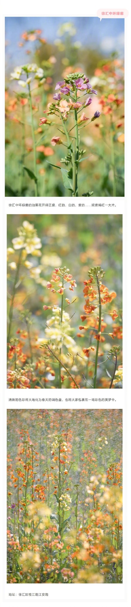 美成莫奈油画！上海的七彩油菜花海限时上线