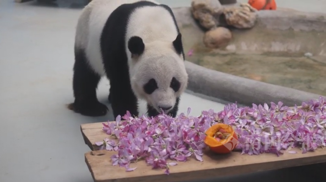 紫荆花季,动物也“花式内卷”?柳州大熊猫沉浸式“撸花”被围观! 紫荆花季,动物也“花式内卷”?柳州大熊猫沉浸式“撸花”被围观!