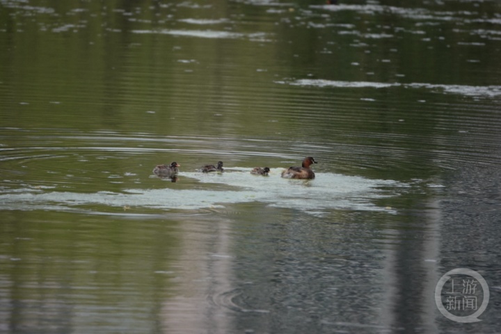 打死西湖鸳鸯的人已找到，为何总有人跟鸟过不去？