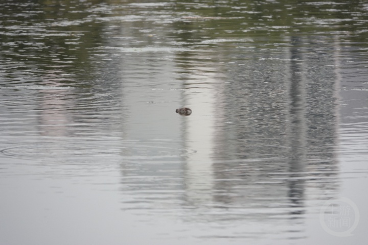 打死西湖鸳鸯的人已找到，为何总有人跟鸟过不去？