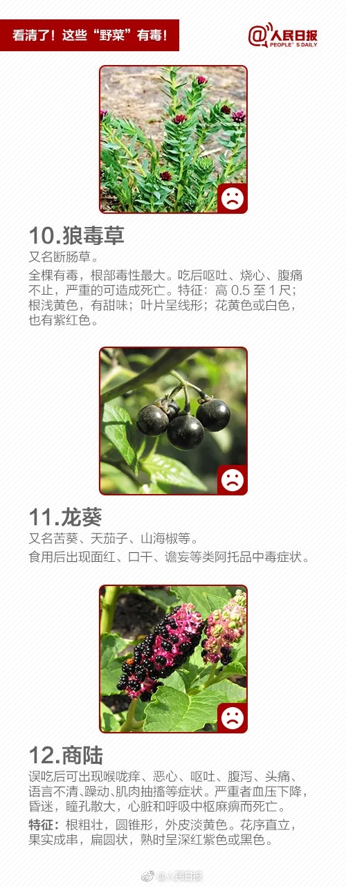 洛阳路边大量出现！不要摘！不要吃！