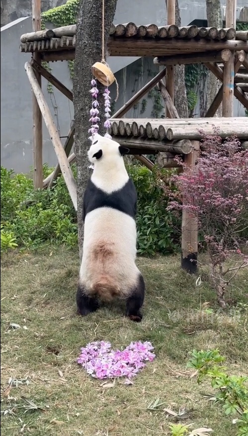 紫荆花季,动物也“花式内卷”?柳州大熊猫沉浸式“撸花”被围观! 紫荆花季,动物也“花式内卷”?柳州大熊猫沉浸式“撸花”被围观!