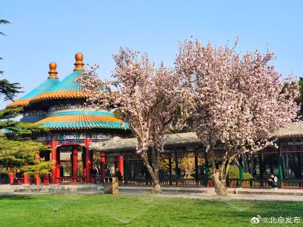 天坛公园春花烂漫，古建古树相映成趣