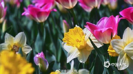高饱和度的春天 北京国家植物园郁金香花开正艳 高饱和度的春天 北京国家植物园郁金香花开正艳