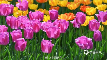 高饱和度的春天 北京国家植物园郁金香花开正艳 高饱和度的春天 北京国家植物园郁金香花开正艳