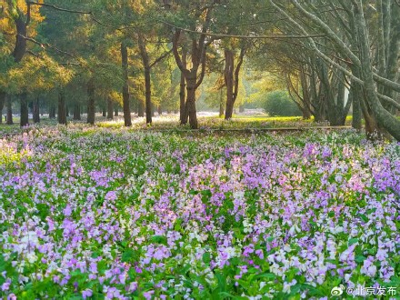 天坛公园春花烂漫，古建古树相映成趣