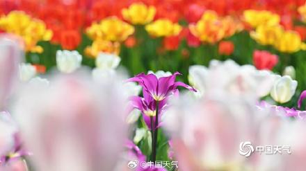 高饱和度的春天 北京国家植物园郁金香花开正艳 高饱和度的春天 北京国家植物园郁金香花开正艳