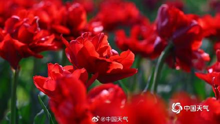 高饱和度的春天 北京国家植物园郁金香花开正艳 高饱和度的春天 北京国家植物园郁金香花开正艳