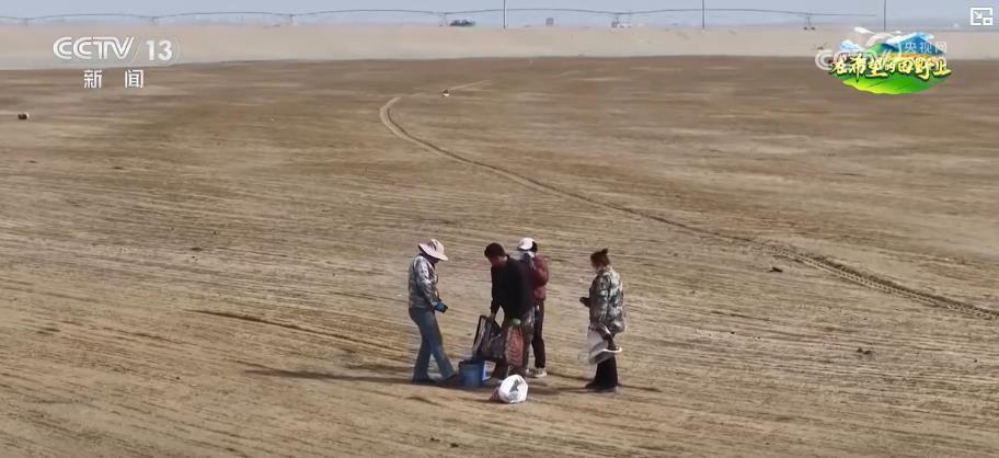 沙漠里种水稻?揭秘塔克拉玛干边缘4000亩绿色奇迹 沙漠里种水稻?揭秘塔克拉玛干边缘4000亩绿色奇迹