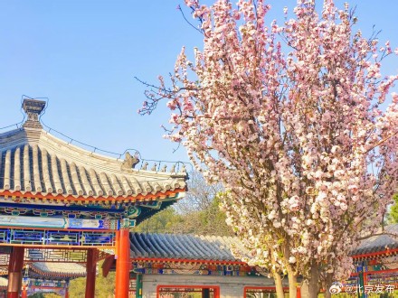 天坛公园春花烂漫，古建古树相映成趣