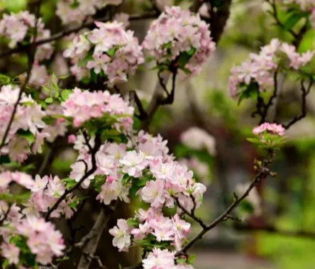 2025年海棠花荟开幕式暨海棠诗会在西城举办 2025年海棠花荟开幕式暨海棠诗会在西城举办