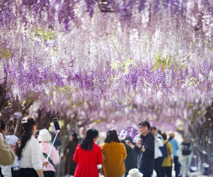 满屏浪漫！镇江这条紫藤长廊彻底火了！