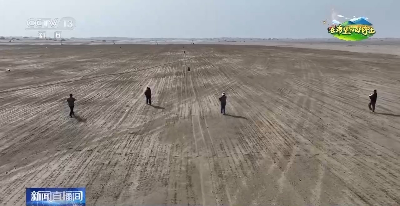 沙漠里也能种水稻？揭秘沙漠旱地播种技术