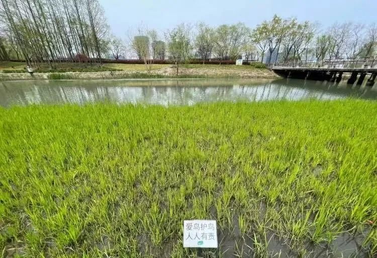 不幸接连发生， 时隔半个多月再遭黑手，网友呼吁……