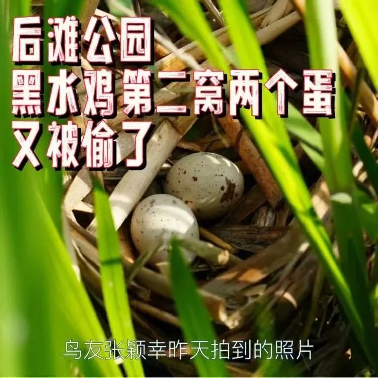 不幸接连发生， 时隔半个多月再遭黑手，网友呼吁……