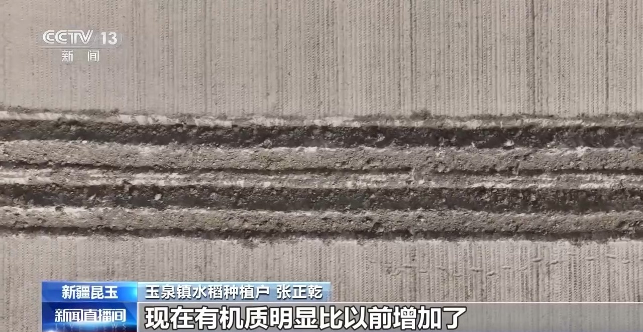 沙漠里也能种水稻？揭秘沙漠旱地播种技术