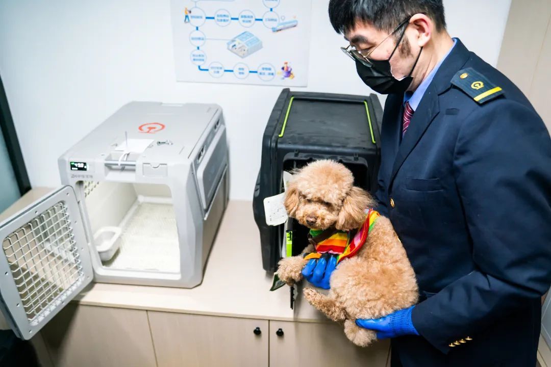 小猫小狗也能坐高铁了！怎么坐？车票多少钱？