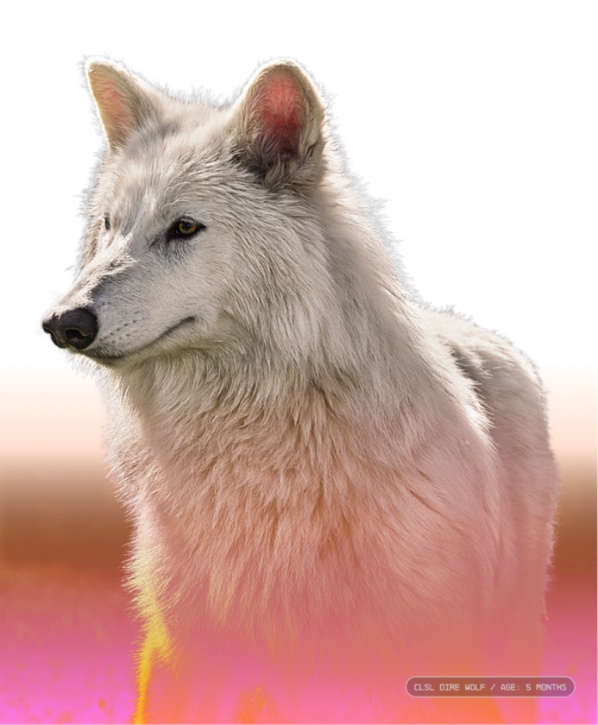 《权游》冰原狼原型恐狼被复活：已经灭绝1.2万年