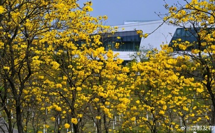 黄花风铃木盛开宛若金色海洋