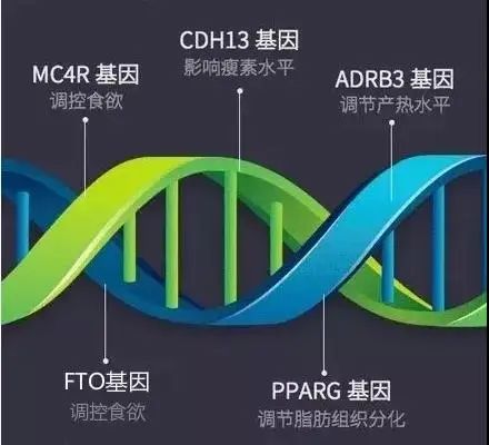 真的有“易胖、易瘦体质”吗?一块饼干就能自测? 真的有“易胖、易瘦体质”吗?一块饼干就能自测?
