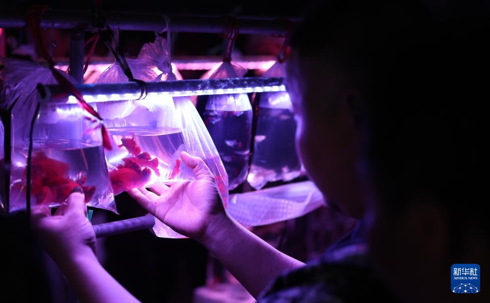 辽宁鞍山：打造观赏鱼产业集散地