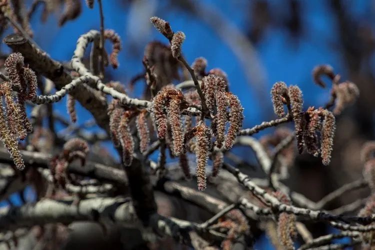 杨柳絮来袭!飞絮为何只在春天? 杨柳絮来袭!飞絮为何只在春天?