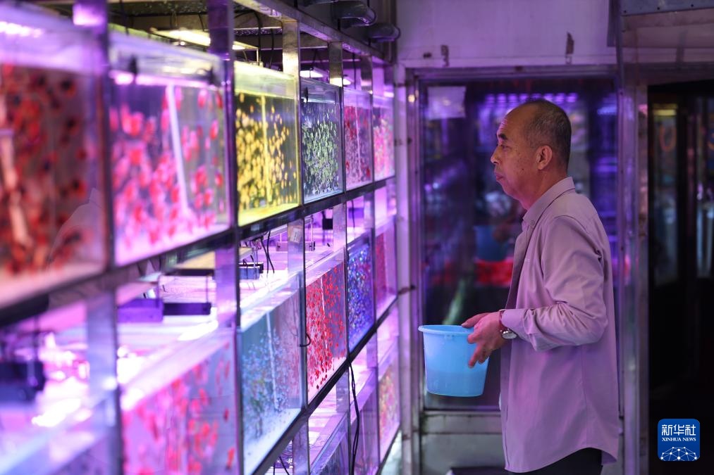 辽宁鞍山：打造观赏鱼产业集散地