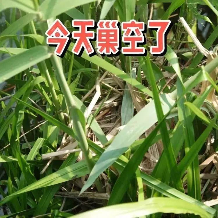 不幸接连发生， 时隔半个多月再遭黑手，网友呼吁……