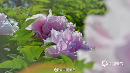 今年的牡丹花王长这样