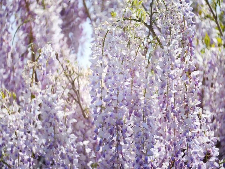 满屏浪漫！镇江这条紫藤长廊彻底火了！