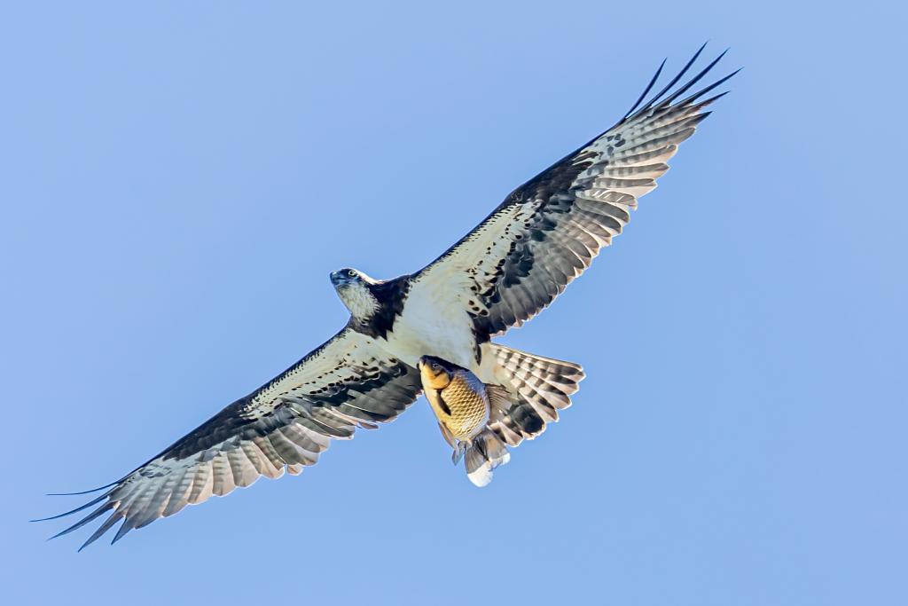 国家二级保护动物鹗在莲花池畔上演 “捕鱼大片”