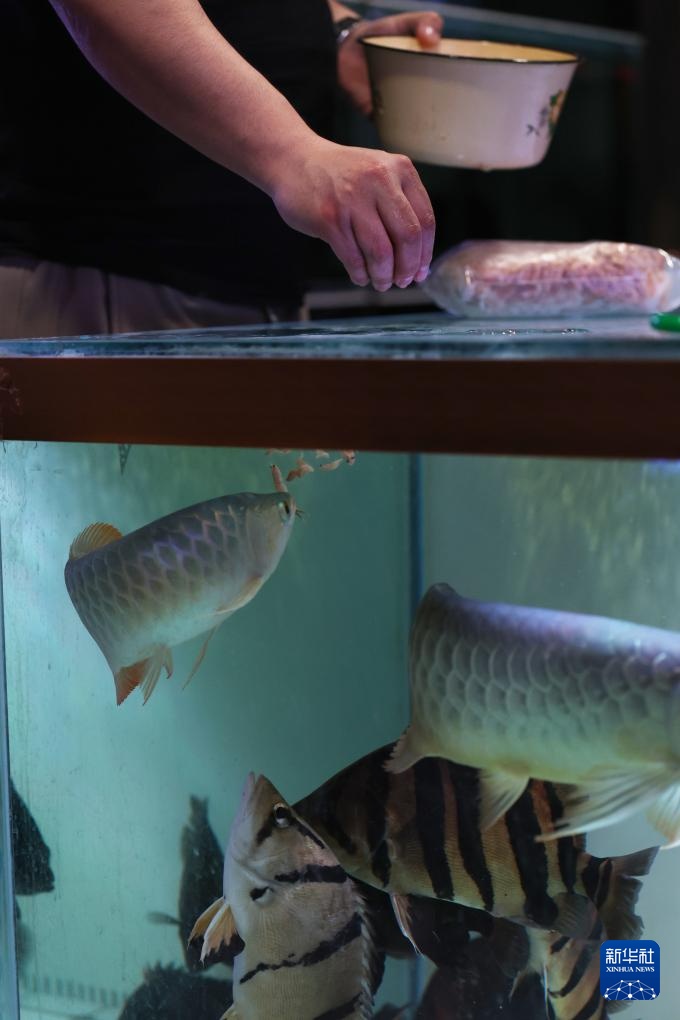 辽宁鞍山：打造观赏鱼产业集散地