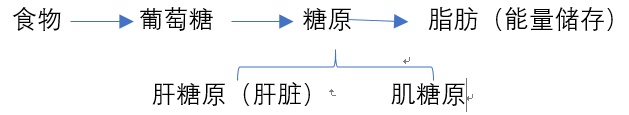 真的有“易胖、易瘦体质”吗?一块饼干就能自测? 真的有“易胖、易瘦体质”吗?一块饼干就能自测?