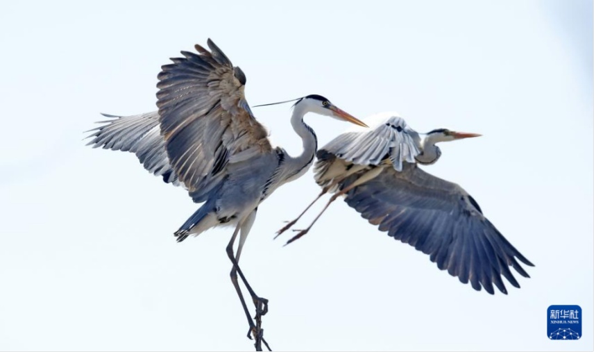 李现带来“观鸟热”,北京的生态含金量还在上升! 李现带来“观鸟热”,北京的生态含金量还在上升!