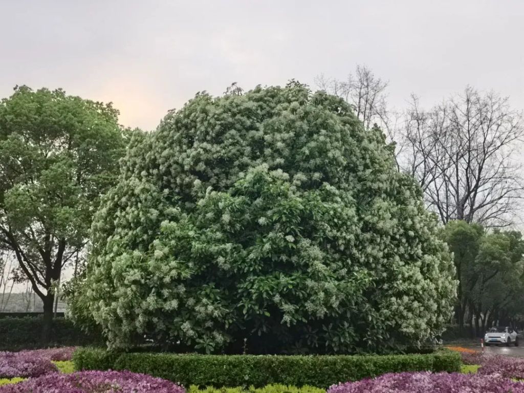 石楠花味道太大同学建议修剪,上海交大为何说“希望原谅它的气味” 石楠花味道太大同学建议修剪,上海交大为何说“希望原谅它的气味”