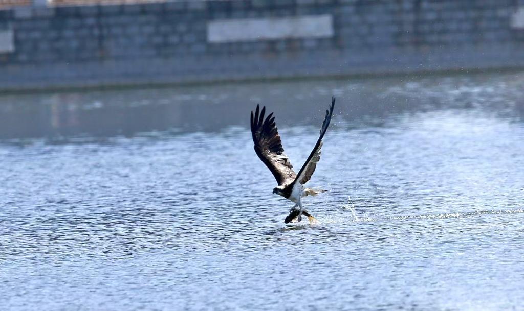 国家二级保护动物鹗在莲花池畔上演 “捕鱼大片”