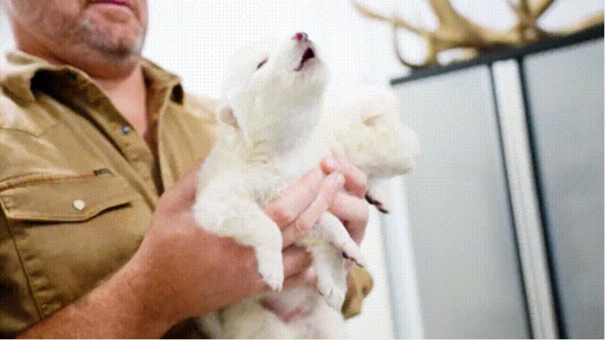 《权游》冰原狼原型恐狼被复活：已经灭绝1.2万年