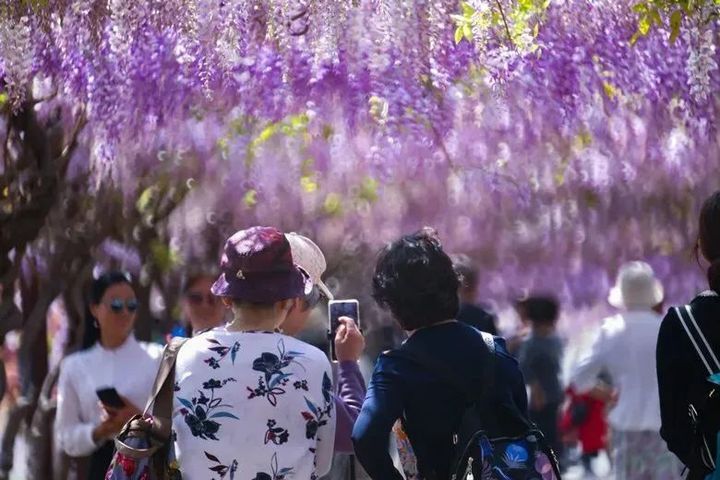 满屏浪漫！镇江这条紫藤长廊彻底火了！