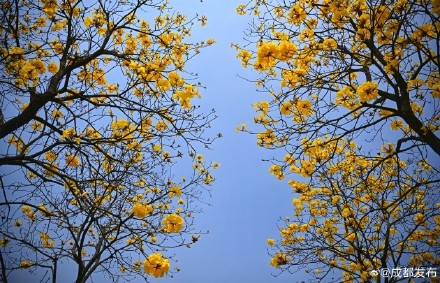 黄花风铃木盛开宛若金色海洋